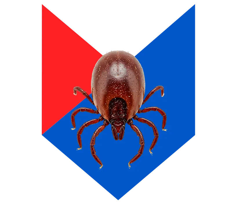 Клещ