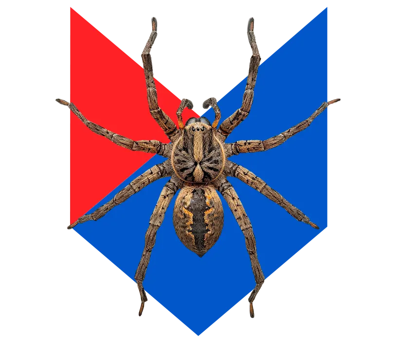 Паук Паук